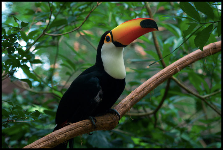 toucan iguacu brésil