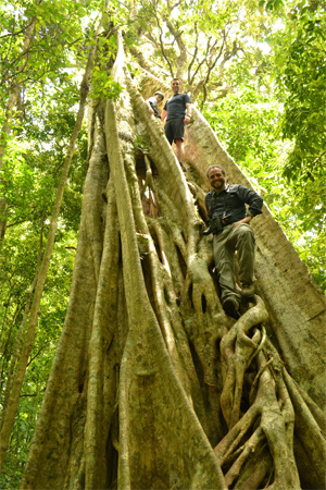 arbres du Costa Rica