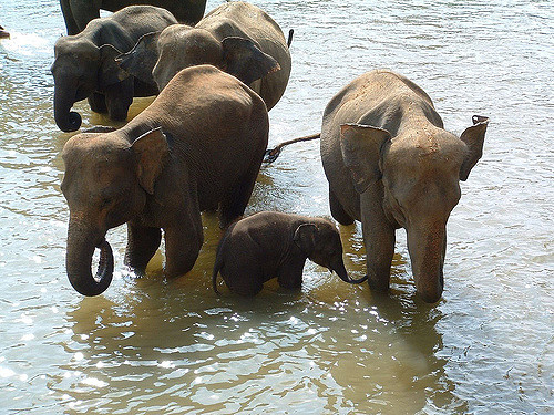 éléphants du Sri Lanka