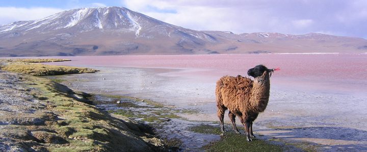 lama sur l'altiplano à la laguna colorada