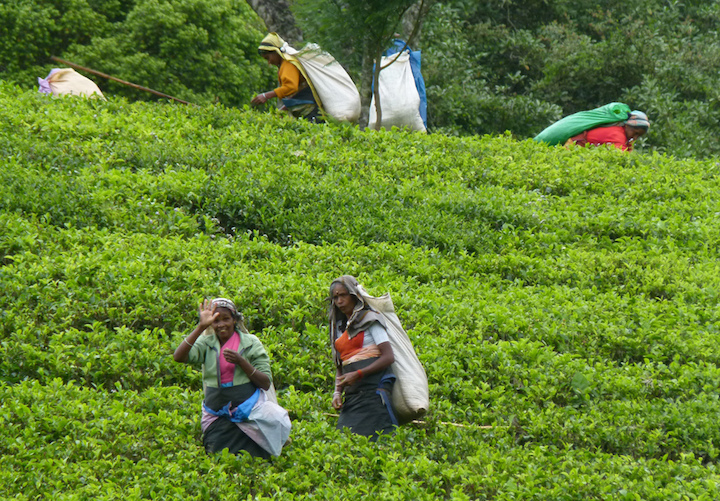 plantation de thé au sri lanka
