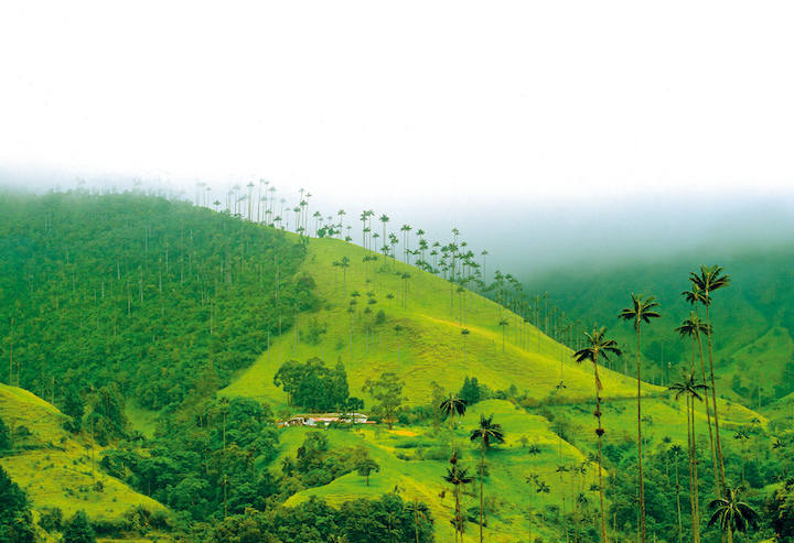 Vallée de Cocora colombie