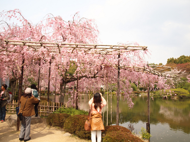 cerisiers en fleurs à kyoto