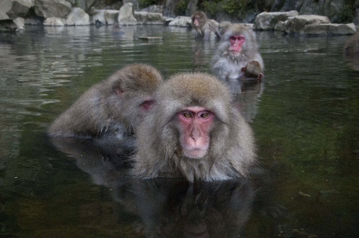 macaques des neiges à Jigokudany