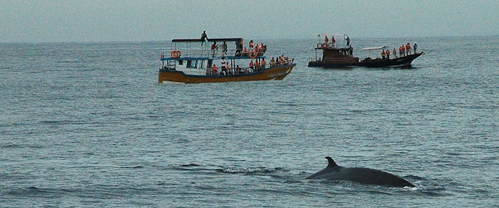 observation des baleines à Mirissa