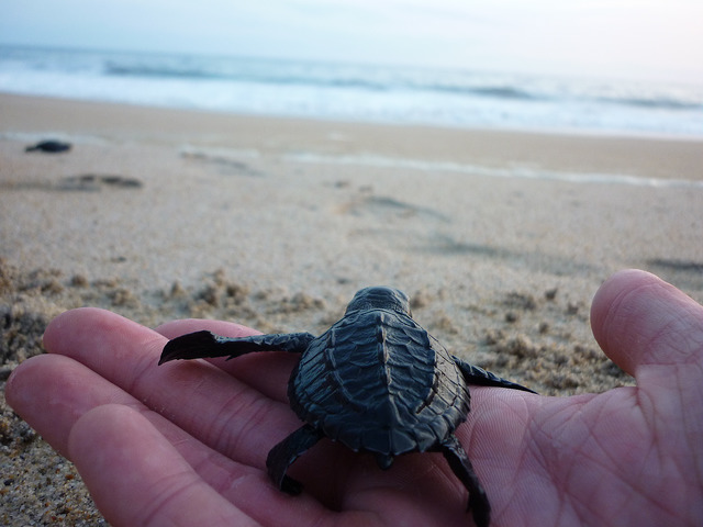 tortue plage mexique