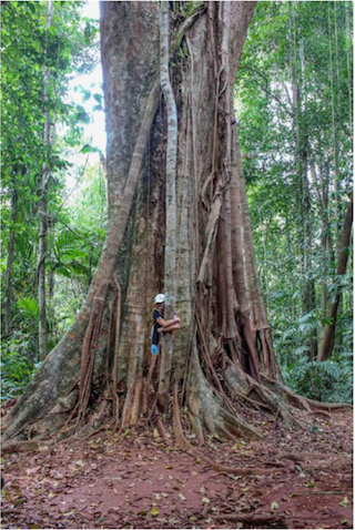 arbre-geant-thailande
