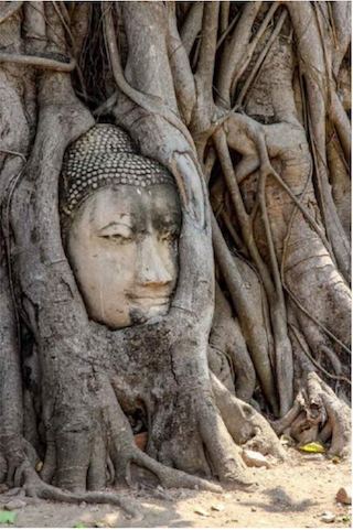 tête de Bouddha enchevêtrée dans les racines d'un grand arbre