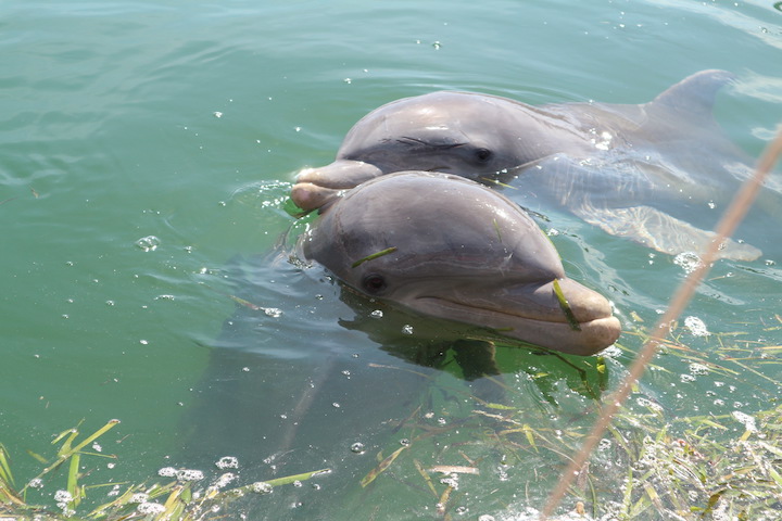 les dauphins de cayo blanco cuba