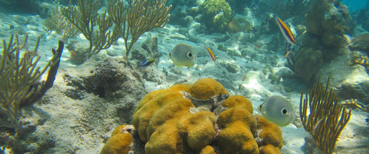 Les meilleurs spots pour faire du snorkelling en voyage à Cuba