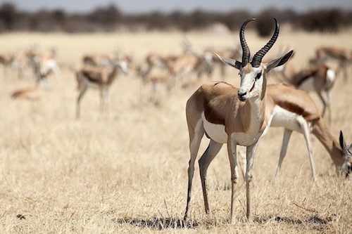 voyage en namibie