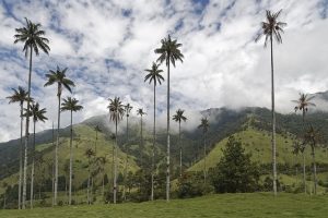 vallée de la Cocora
