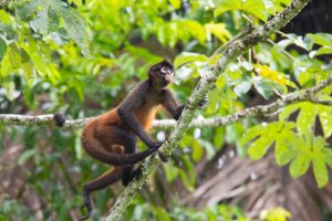 singe parc corcovado