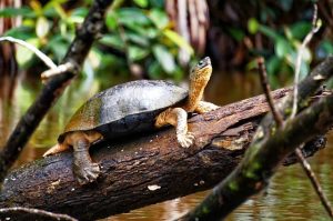 tortue de tortuguero