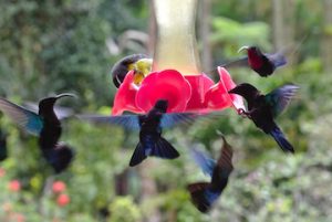 colibris et fleurs