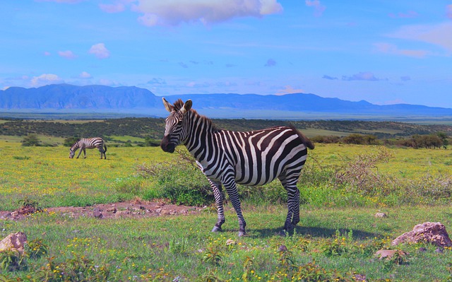 zebre Ngorongoro