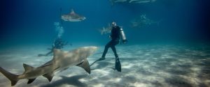 plongeur et requins