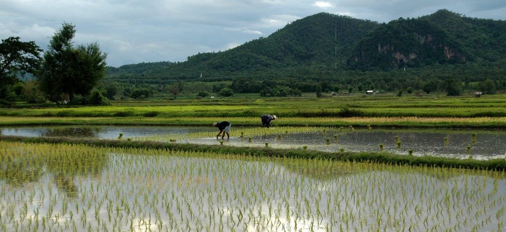 rizière Thaïlande