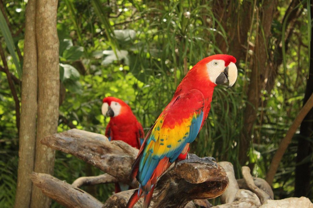 perroquet aras 