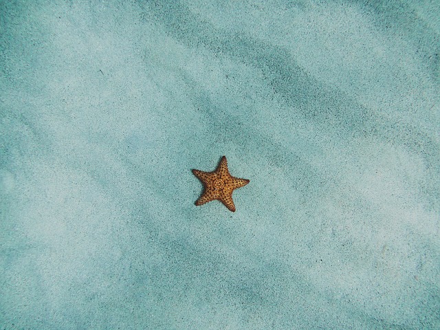 étoile de mer 