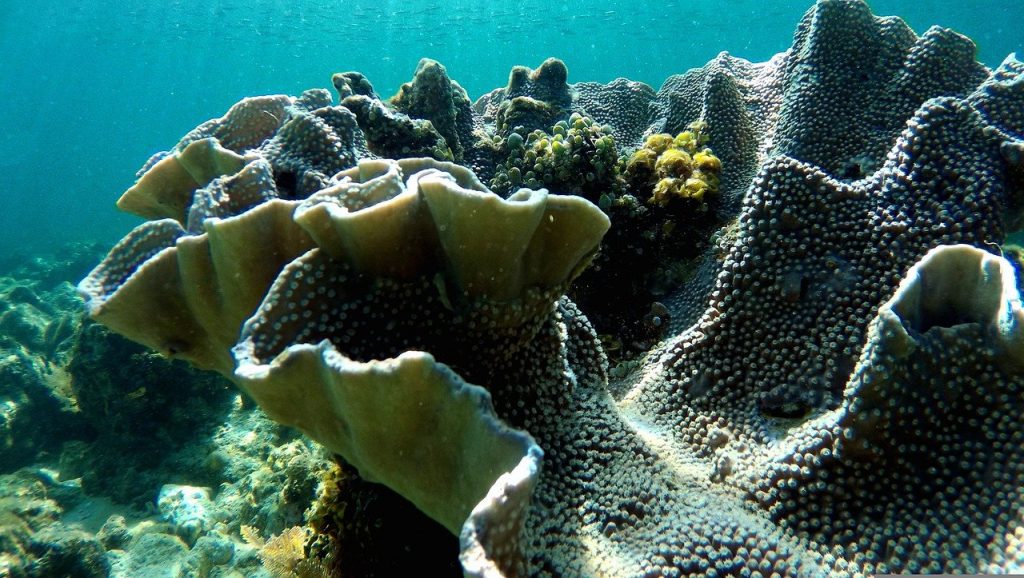 corail maldives