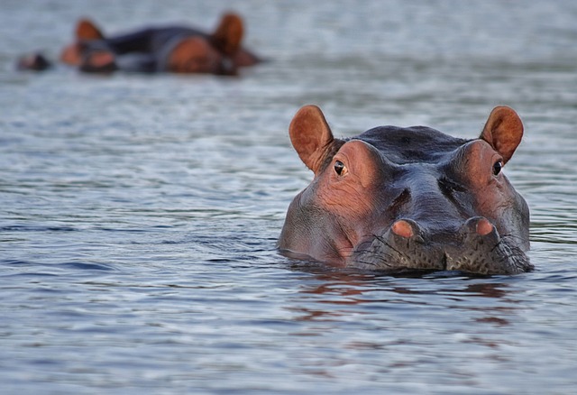 hippopotames Afrique du Sud