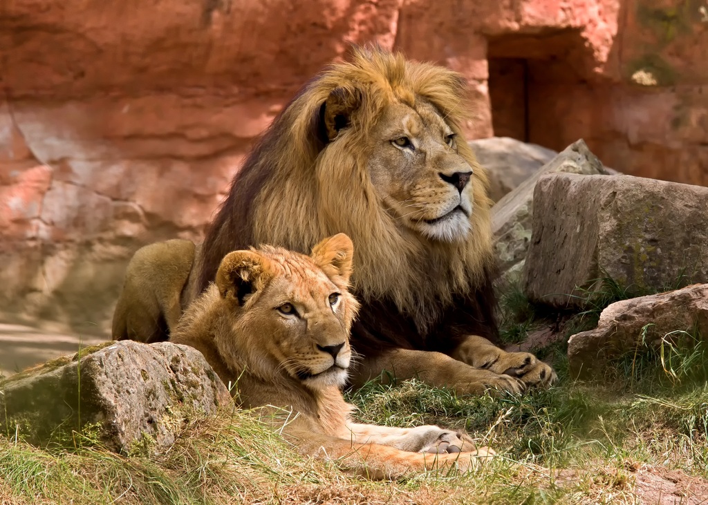 lions parc Kruger