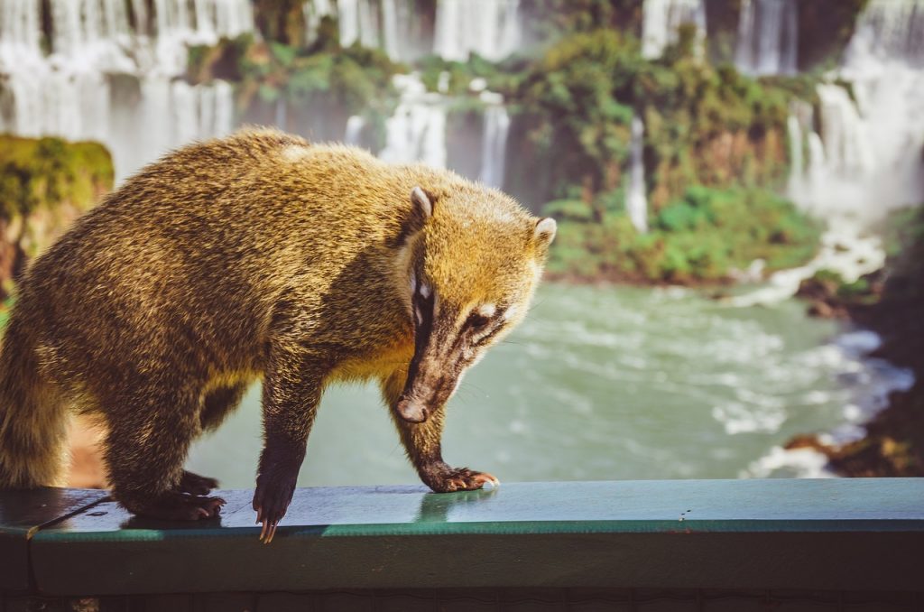 faune chute iguaçu
