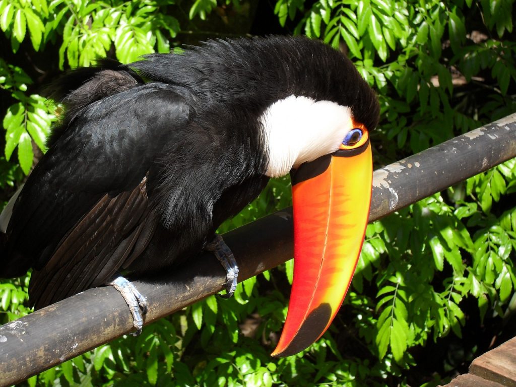 toucan iguaçu